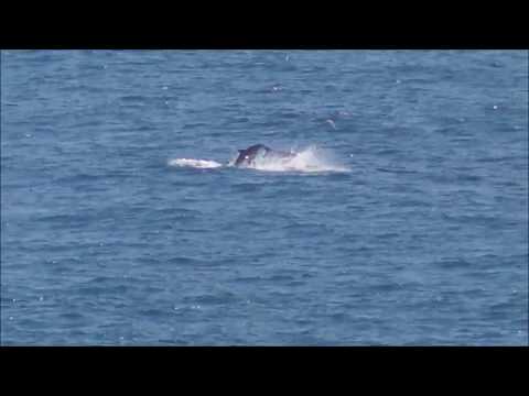 Tom & Tanya Spot Dolphins Offshore at Funchal Madeira