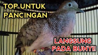 Download lagu PERKUTUT BANGKOK GACOR SUARA TOP UNTUK PANCINGAN BOS BIKIN PERKUTUT BANGKOK DIRUMAH PADA BUNYI mp3 Download lagu PERKUTUT BANGKOK GACOR SUARA TOP UNTUK PANCINGAN BOS BIKIN PERKUTUT BANGKOK DIRUMAH PADA BUNYI mp3