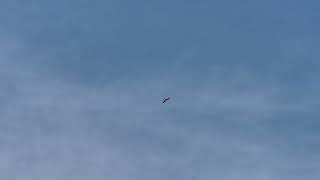 Capturing eagle. Waited for 2 weeks