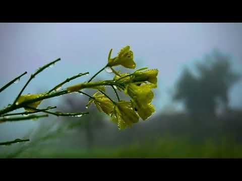 Bannu Beauty in 4K: A Cinematic Journey Through Real, Untouched Nature