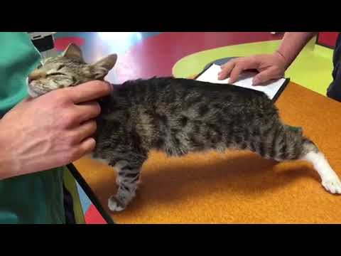 Rayne's 'flail chest' and labored breathing