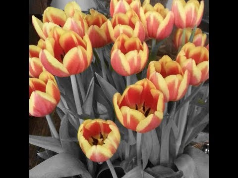 Schoonhoven, Netherlands 2013