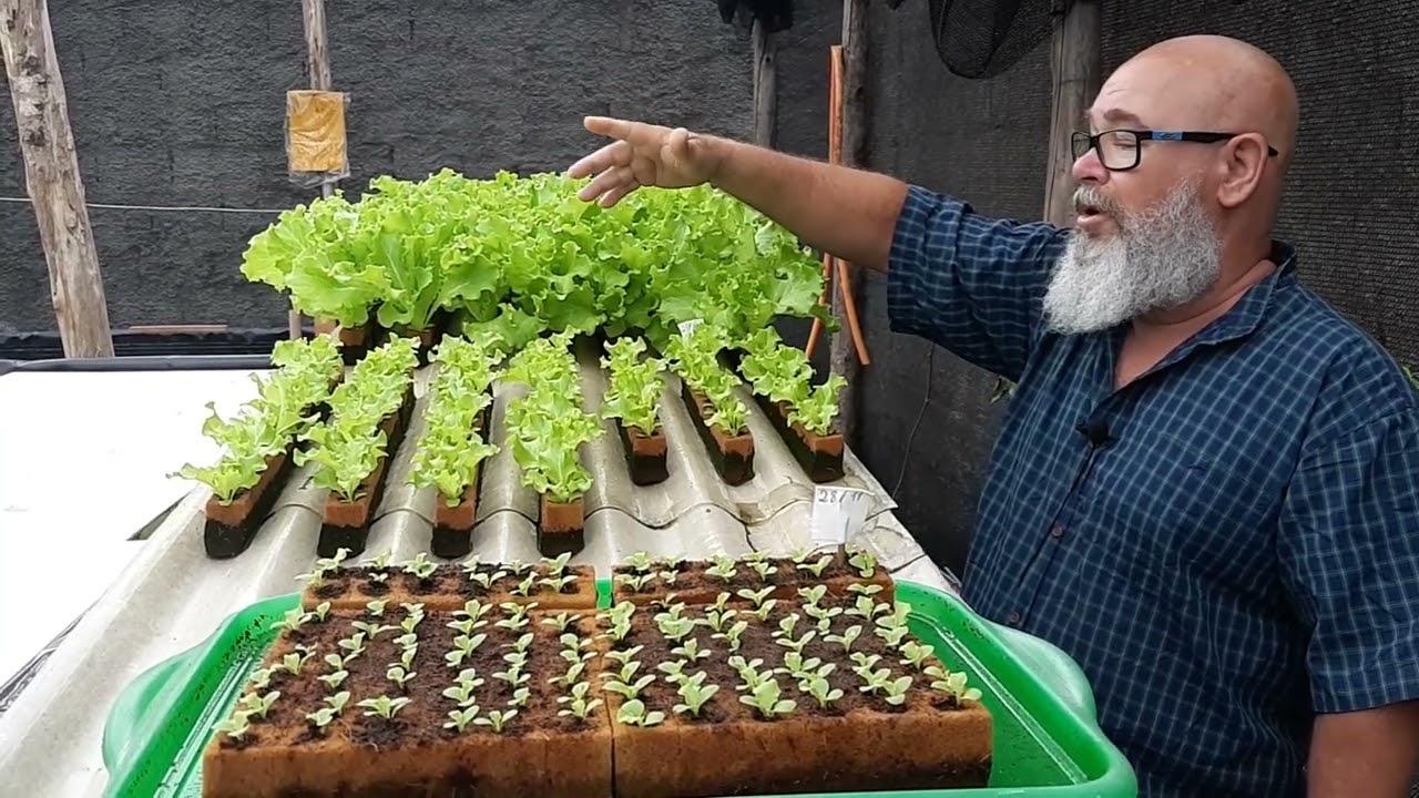 Alface, da germinação a colheita