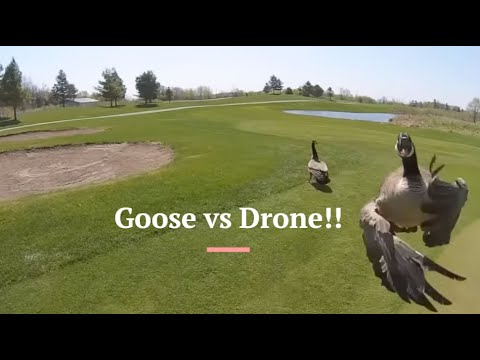 Goose Attacks Drone!