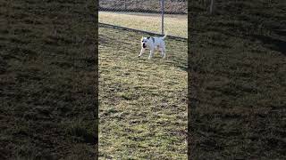 Video preview image #1 Mutt Puppy For Sale in Rootstown, OH, USA