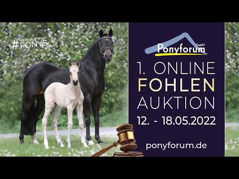 COURTINO ROYALE Hengst v. Cosmo Royale / Fast Eddy xx