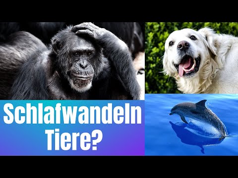 Können Tiere Schlafwandeln?