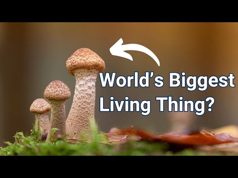 World's Largest Organism Is a Fungus🍄 Watch @nucleotides_org