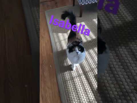 Isabella my cat 🐈
