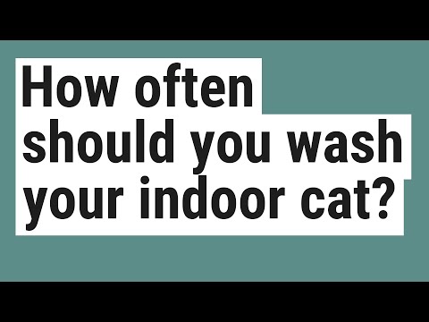 How often should you wash your indoor cat?