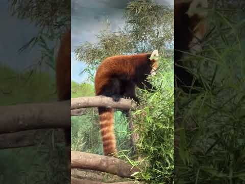 Tonton Video 4