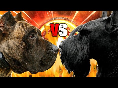 Presa Canario vs Giant Schnauzer | Giant Schnauzer vs Presa Canario | Guard Dog? | Billa Boyka |