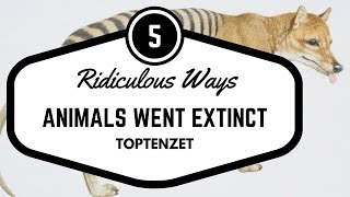 5 Ridiculously Stupid Ways Animals Went Extinct