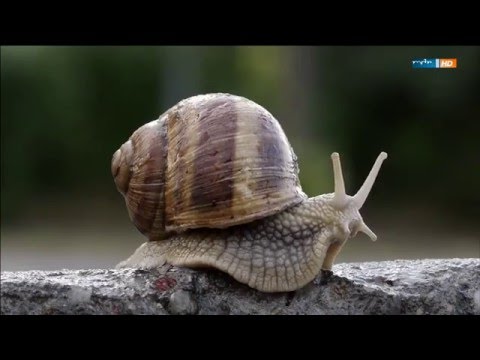 Wildes Halle: Wels in der Saale und Falke im Turm HD