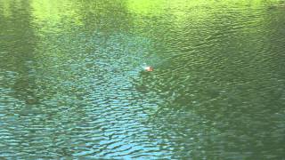 Top Dog "Walking the Dog"