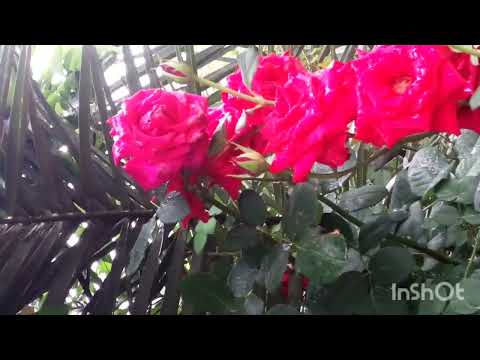 Beautiful  Flowers 🌷Rainy Cloudy  Wether Nature