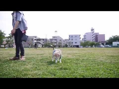 Forget Fetch, Let's Play Catch