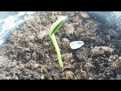 How to grow sunflower.Time lapse