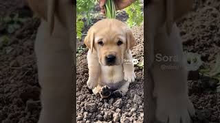 【AI】ワンニャン大根 パート2 #cute #癒し動画 #dogs #cat