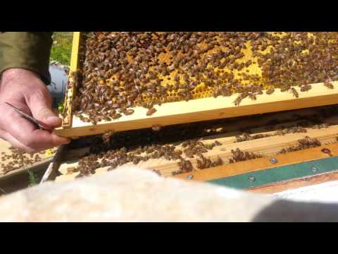 пчеловодство . часть 1 осмотр и работа с пчёлами 14/2/2016