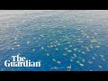 Great Barrier Reef: drone footage allows researchers to count 64,000 green sea turtles