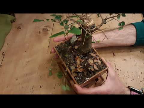 🇬🇧🇩🇪🇯🇵 Pruning at Chinese elm/ Schnitt bei chinesischer Ulme/ アキニレの最初の剪定/ Bonsai/ 盆栽  Part /Teil /2番