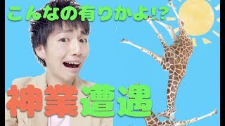 【奇跡遭遇】麒麟が立つ　動物タワーバトル　神業　ゲーム実況