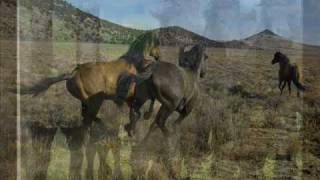 Wild Horses Saor- Free -News from nowhere Afro Celt Sound System