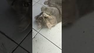 Download lagu KUCING MABUK DAUN GANJA mp3