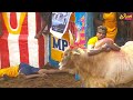 Alanganallur Jallikattu 2018