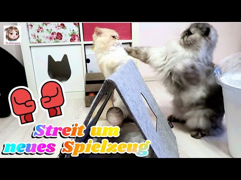 FIGHT OVER THE NEW TOY 😼 Surprise box Safari Edition for our cats for Pentecost