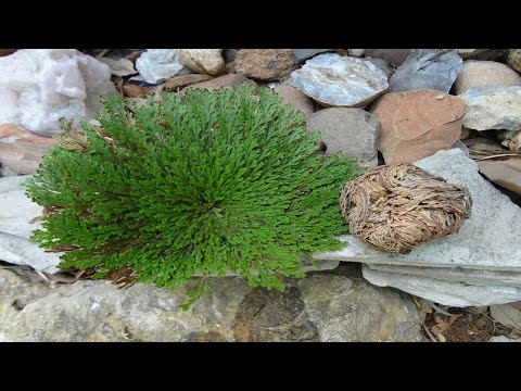 Resurrection Plant  Rose of Jericho Timelapse