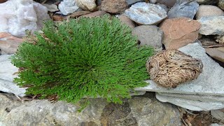 Resurrection Plant  Rose of Jericho Timelapse