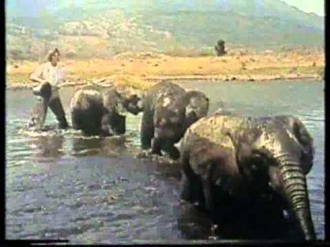 The Fabulous Echoes - Baby Elephant Walk