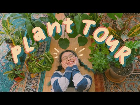 plant tour ! ft. a semi-bad plant mom 🪴✨