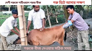 গরুর কৃত্রিম প্রজনন। যুব উন্নয়ন অধিদপ্তর থেকে প্রশিক্ষণ প্রাপ্ত দীপু শংকর রায়।