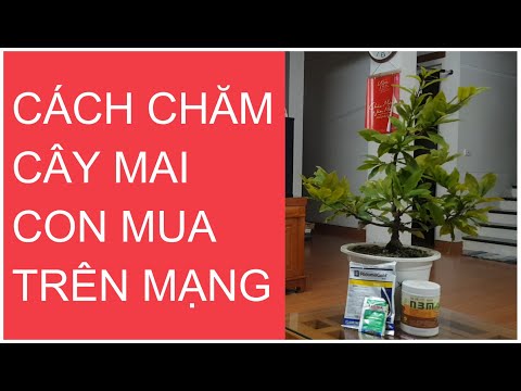 🔴 QBS2162 - CÁCH CHĂM SÓC CÂY MAI CON KHI MUA TRÊN MẠNG VỀ || CHĂM SÓC CÂY MAI CON MUA TỪ MIỀN NAM