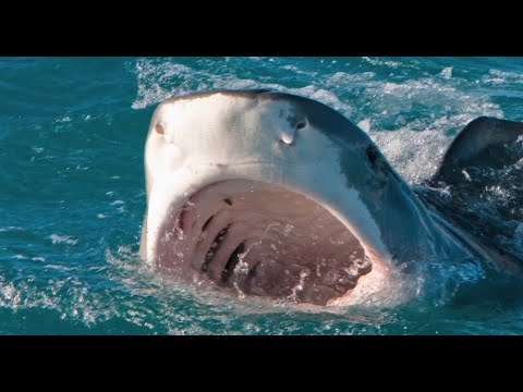 111112 Shark Expedition Trip Video