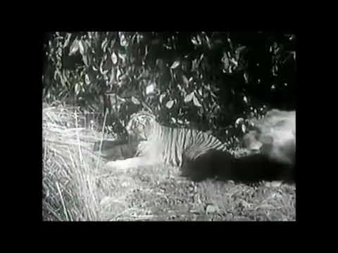 Tiger vs Lion - The most complete Devil Tiger Sumatran Tiger vs African Lion Fight - Tiger won.