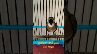 Download lagu SRDC Ori Bali Gacor Nagen Di Sangkar.!!! mp3 Download lagu SRDC Ori Bali Gacor Nagen Di Sangkar.!!! mp3