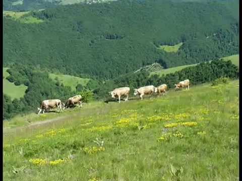 Tri livade nigde lada nema