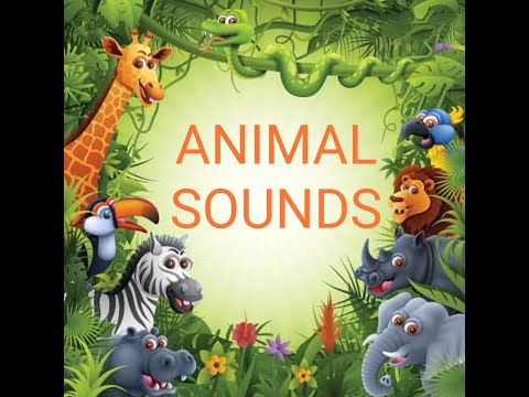 Animal sounds|Amazing animal sounds|animal videos|Azra's Wonderland