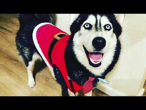 Husky is Tap Dancing! Surprise Dance Party with Sky! Dancer Dog