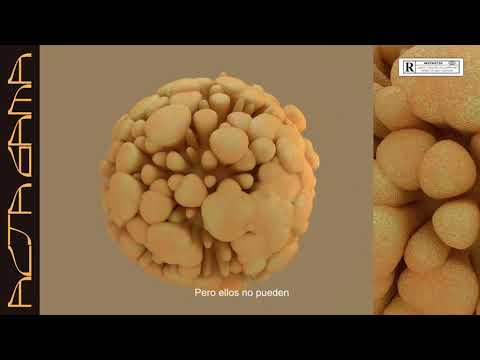 GUAYABA, VORIS - ALTA GAMA (Prod. BLACK JAGG)