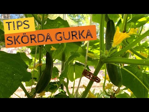 Tips för att skörda och förvara GURKA på ett bra sätt utan att den blir hängig