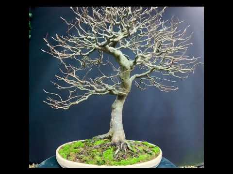 A look at my European Beech bonsai that’s been in development with me for nearly 25 years. #bonsai