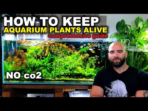 How To Keep Low Tech Aquarium Plants Alive - Comprehensive Guide 2022