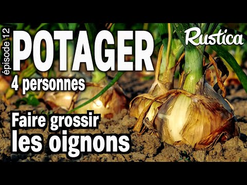 Potager pour 4 Personnes - 12 Faire grossir les oignons