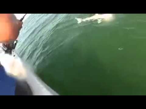 Grouper eats 4ft shark in one bite