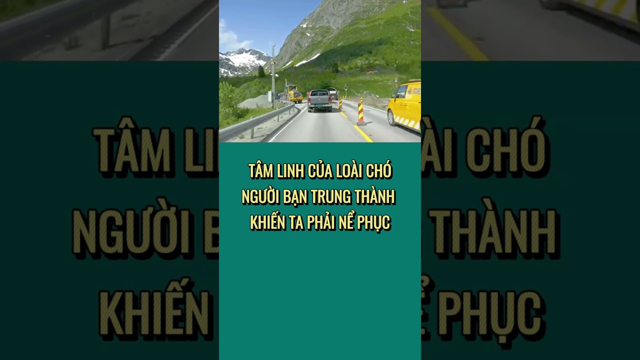 TÂM LINH CỦA LOÀI CHÓ – NGƯỜI BẠN TRUNG THÀNH KHIẾN TA PHẢI NỂ PHỤC